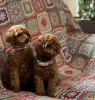 Additional photos: Toy Poodle Puppies