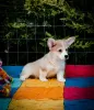 Photo №3. Pembroke Welsh Corgi puppies. Russian Federation