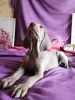 Additional photos: Gorgeous puppies of the WEIMARANER breed