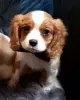 Photo №3. Cavalier King Charles puppies. United Kingdom