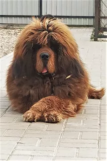 Additional photos: Grand Imperial Club offers puppies of the Tibetan mastiff