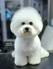 Photo №2 to announcement № 100245 for the sale of bichon frise - buy in Serbia 