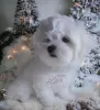 Photo №3. Charming brothers, Maltese puppies, Korean blood.. Ukraine