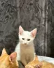 Additional photos: Cornish Rex champion lines kittens pedigree