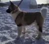 Photo №3. American Akita Puppies. Russian Federation