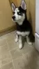 Photo №2 to announcement № 130498 for the sale of siberian husky - buy in Ireland private announcement