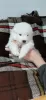 Additional photos: Samoyed puppies for sale