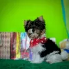 Photo №4. I will sell beaver yorkshire terrier in the city of Bobruisk.  - price - negotiated