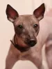 Additional photos: Xoloitzcuintle Puppy