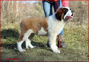 Photo №3. Puppies of St. Bernard are born. 3 boys and 5 girls are waiting for the reserve. Russian Federation