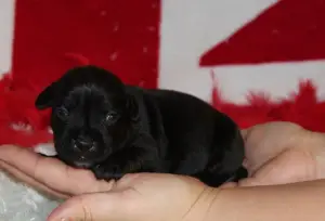 Photo №3. 6 Staffordshire bull terrier puppies. France