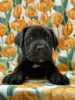 Additional photos: Cane Corso great bloodline champion puppies pedigree FCI