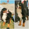 Additional photos: Bernese Mountain Dog