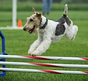 Photo №1. fox terrier - for sale in the city of Arkhangelsk | 1429$ | Announcement № 7083