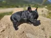 Photo №2 to announcement № 105746 for the sale of french bulldog - buy in United States 