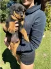 Photo №1. rottweiler - for sale in the city of Effretikon | 424$ | Announcement № 129179