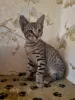 Additional photos: I sell kittens of the Savanahh breed