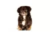 Photo №3. Tibetan spaniel. Germany