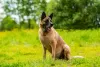 Additional photos: A chic guy of the Malinois phenotype is looking for a man.