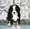 Photo №3. Bernese Mountain Puppies. Cyprus