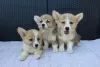 Additional photos: Welsh Corgi Pembroke puppies