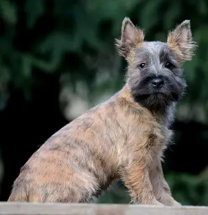 Additional photos: Girls Cairn Terrier