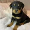 Photo №1. rottweiler - for sale in the city of Комарно | Is free | Announcement № 29261