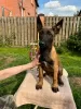 Photo №3. Malinois puppy. Russian Federation