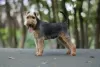 Additional photos: Welsh terrier puppies