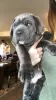 Photo №3. Purebred Cane Corso Puppies. United States