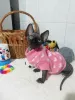 Photo №2 to announcement № 8062 for the sale of sphynx-katze - buy in Belarus from nursery