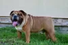 Photo №1. english bulldog - for sale in the city of Frampol | 1040$ | Announcement № 28773