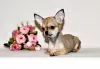 Photo №4. I will sell chihuahua in the city of Москва. from nursery, breeder - price - 621$