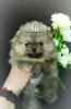 Photo №3. Pomeranian Spitz, puppies. Mini bears. Belarus