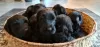 Photo №3. Black Russian Terrier puppies - FCI. Poland