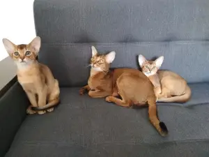 Additional photos: & quot; Abyssinian beauties will give your family a lot of positive emotions