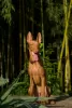 Photo №4. I will sell pharaoh hound in the city of Prague. private announcement - price - 845$