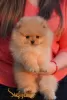 Photo №3. Pomeranian Boo, the ultimate Pomeranian puppies. Serbia