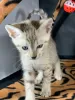 Additional photos: Lovely Savannah Kittens with Pedigree for sale to new homes