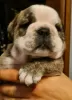 Photo №3. English bulldog boy. Poland