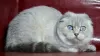 Photo №1. scottish fold - for sale in the city of Dnipro | 700$ | Announcement № 6093