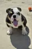 Additional photos: English bulldog puppies