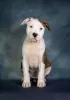 Photo №1. american staffordshire terrier - for sale in the city of Riga | negotiated | Announcement № 127832