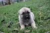 Photo №4. I will sell anatolian shepherd in the city of Kragujevac.  - price - negotiated