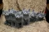 Photo №1. russian blue - for sale in the city of Frisco | 300$ | Announcement № 129560