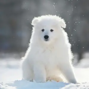 Additional photos: Purebred Samoyed puppies.