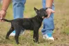 Photo №1. dutch shepherd - for sale in the city of Požarevac | negotiated | Announcement № 119690