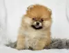 Photo №1. pomeranian - for sale in the city of Seda | Is free | Announcement № 71472