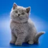 Photo №1. british shorthair - for sale in the city of Brussels | negotiated | Announcement № 129825