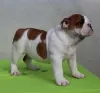 Photo №3. ENGLISH BULLDOG puppies. Serbia